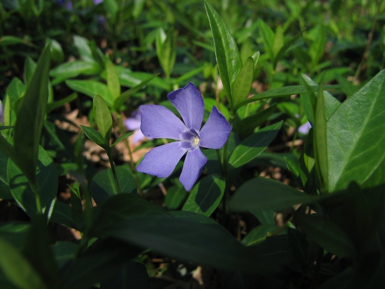Vinca minor